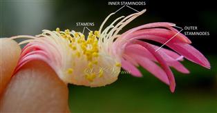 Flower V.S. showing stamens and staminodes